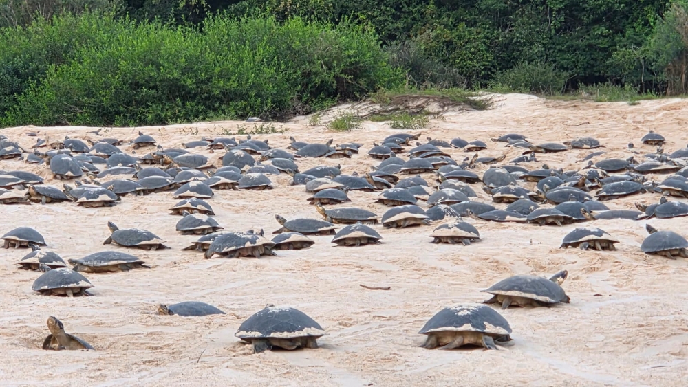 foto de capa da notícia com o título Desova das tartarugas-da-Amazônia tem início no Vale do Guaporé após dois meses de atraso