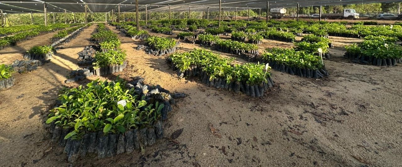 foto de capa da notícia com o título Deputado Alan Queiroz entrega 37 mil mudas de café clonal para produtores de Candeias do Jamari