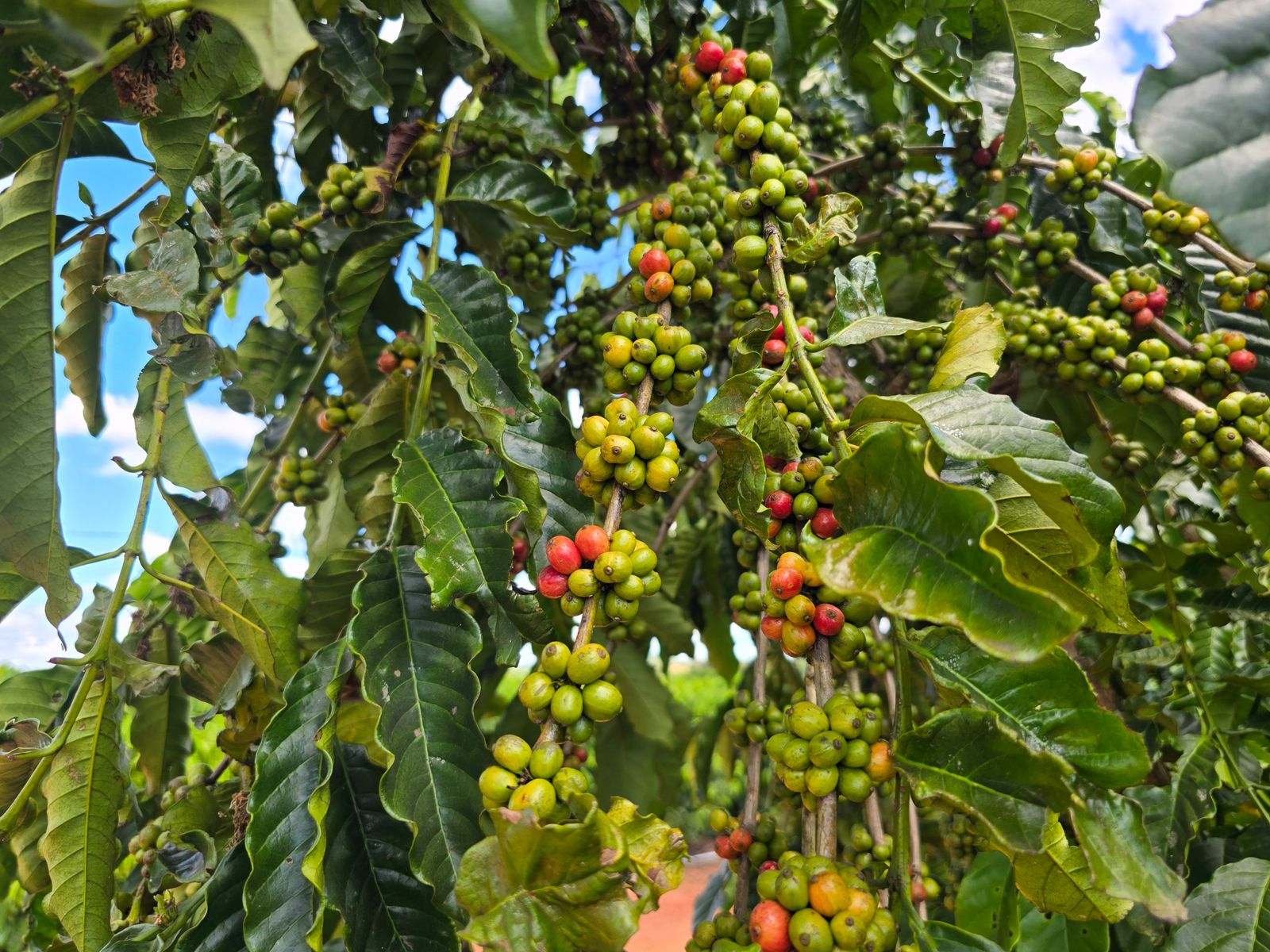 foto da notícia com o título Dra. Taissa destina mudas de café e fortalece agricultura em Extrema e região de Guajará-Mirim