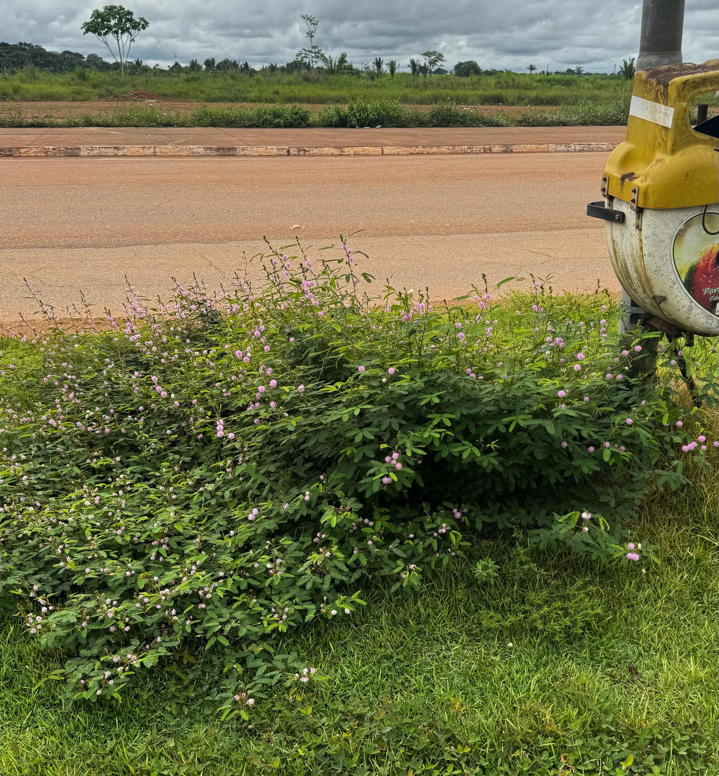 Foto: Reprodução/ALE-RO