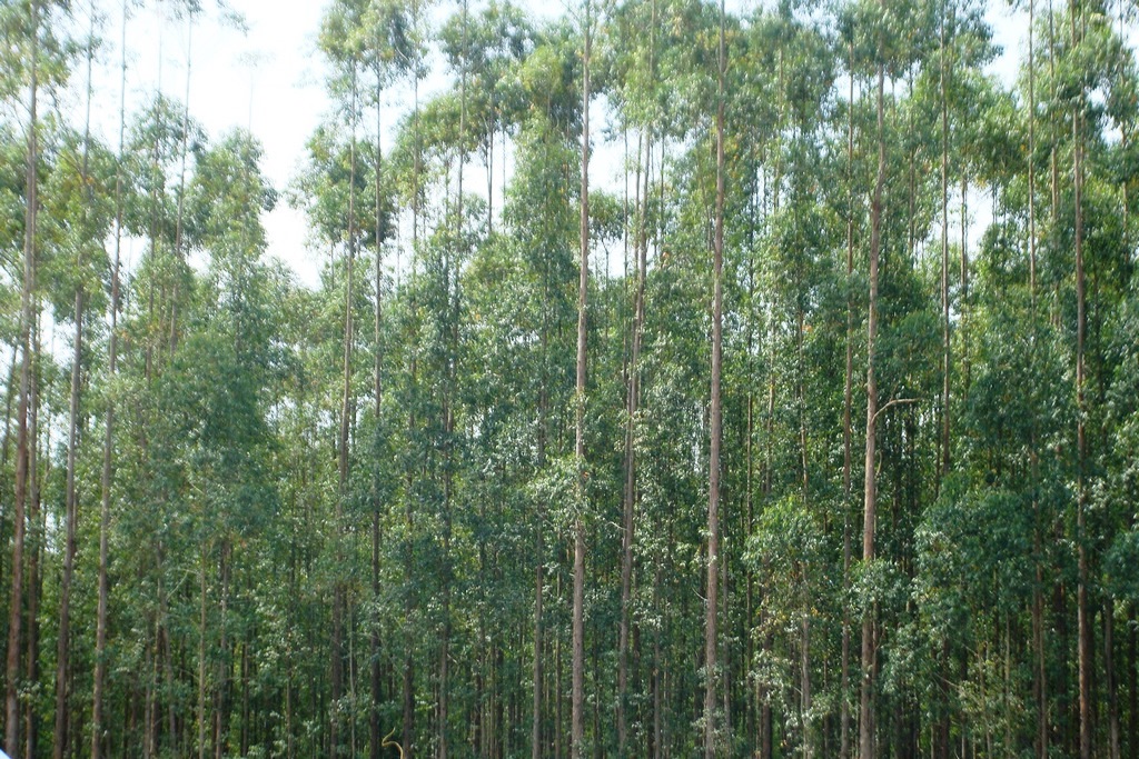Foto: Reprodução/ALE-RO