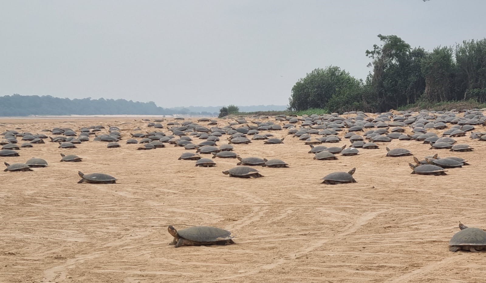 Foto: Reprodução/ALE-RO
