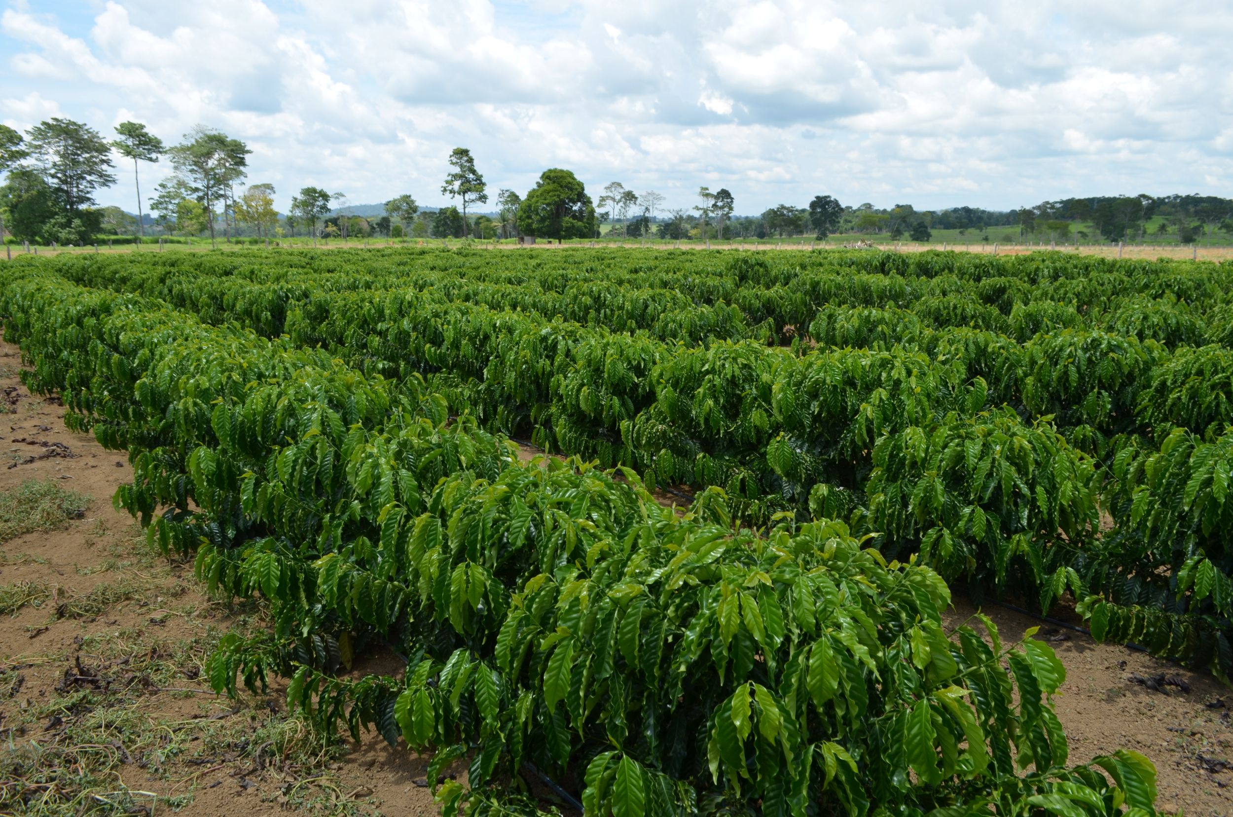 Foto: Reprodução/ALE-RO