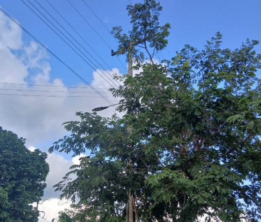 Foto: Reprodução/ALE-RO