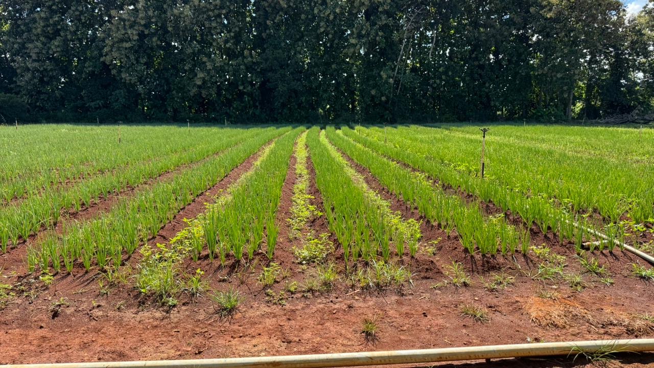 Foto: Reprodução/ALE-RO