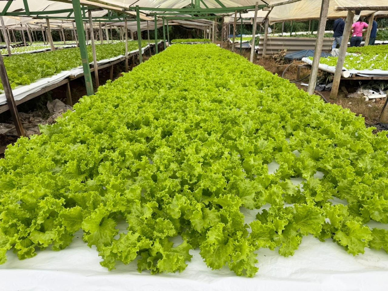 Foto: Reprodução/ALE-RO